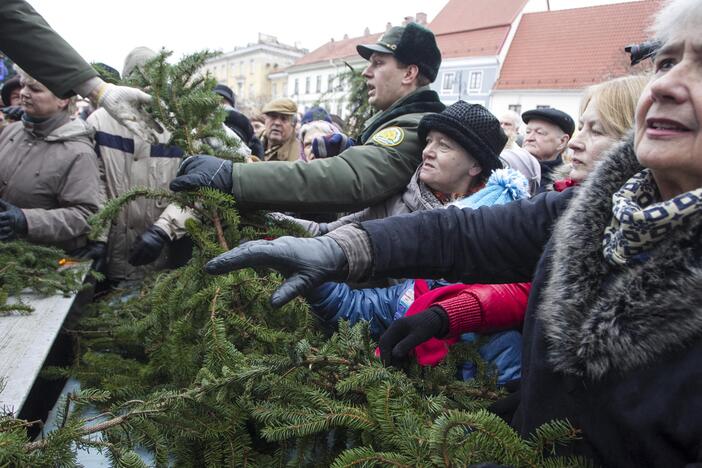 Miškininkai vėl dalins eglių šakas