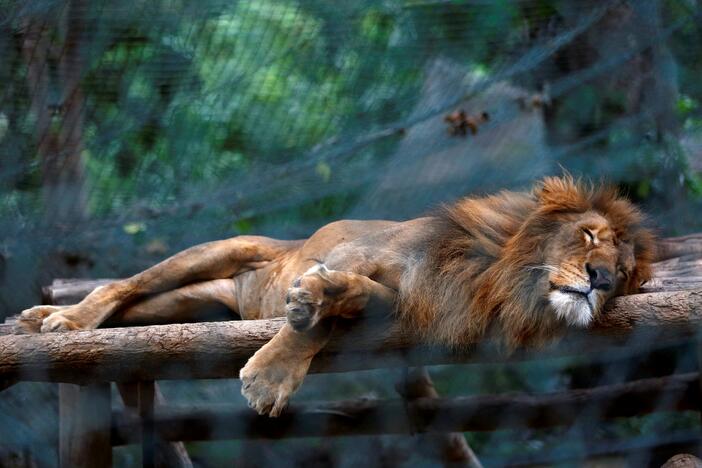 Venesuelos krizė persikėlė į zoologijos sodus: gyvūnai krenta iš bado