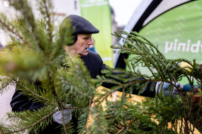 Miškininkų organizuojama nemokamų eglės šakų dalijimo akcija