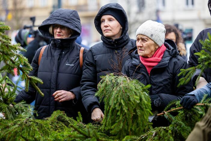 Miškininkų organizuojama nemokamų eglės šakų dalijimo akcija