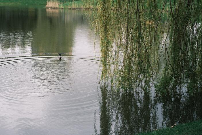 Kauniečių savaitgalis mieste