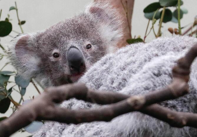 Australija paskelbė apie koalų išsaugojimo planą