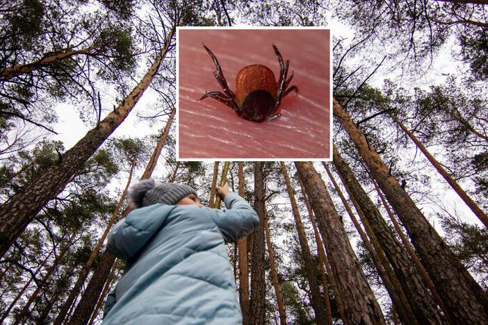 Nemiegojo: kadangi šią žiemą vidutinė oro temperatūra buvo teigiama, tikėtina, kad visą žiemą erkės galėjo išlikti aktyvios.