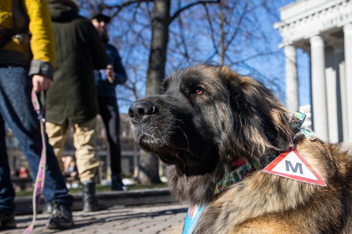 Prie Seimo – protestas dėl vairavimo egzaminų atnaujinimo