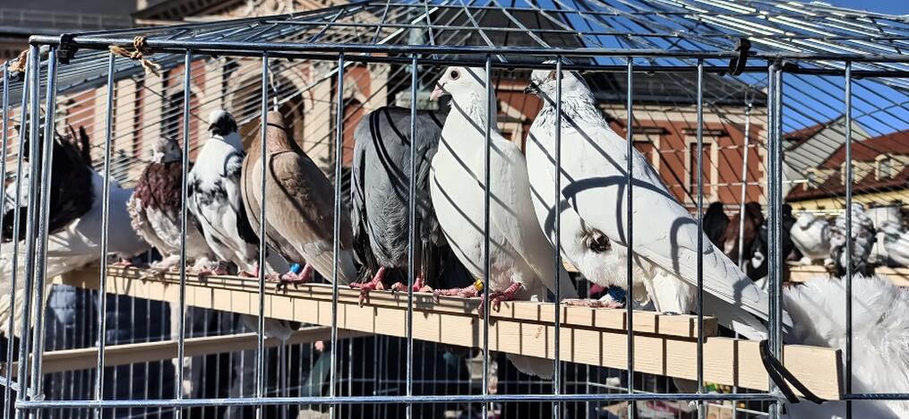 Laukimas: oras kitą savaitę pamažu jau liudys besiartinantį pavasarį.