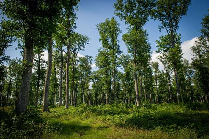 Lietuvos miškuose – padidėjęs gaisrų pavojus