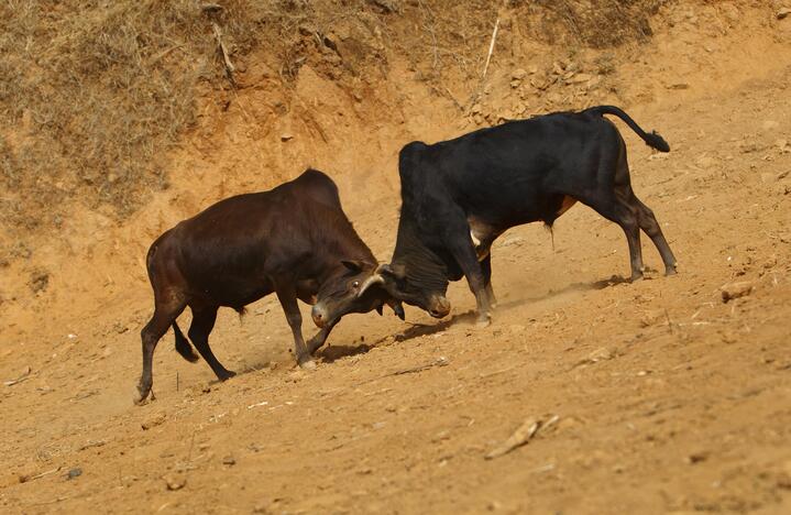 Nepalo žiemos šventėje – aršios bulių kovos 