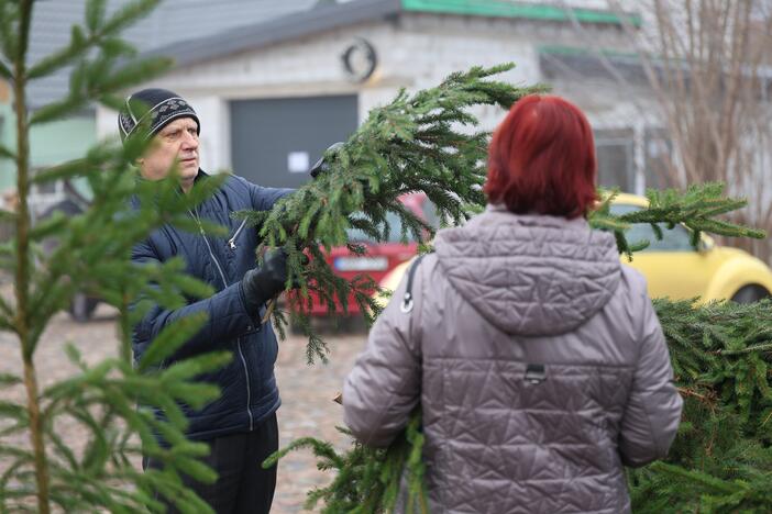 Miškininkai vėl pakvietė į namus parsinešti kvepiančias Kalėdas