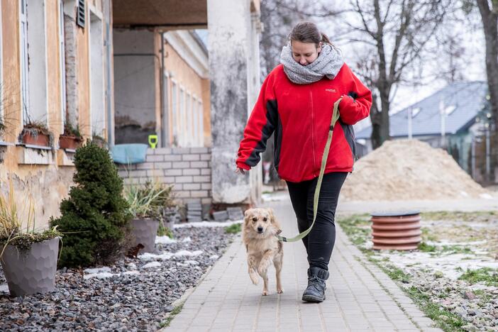 Kauno prieglaudas perpildė beglobiai gyvūnai