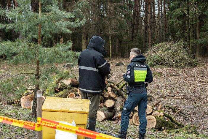 Į Radikius grįžo nelegalūs medžių kirtėjai