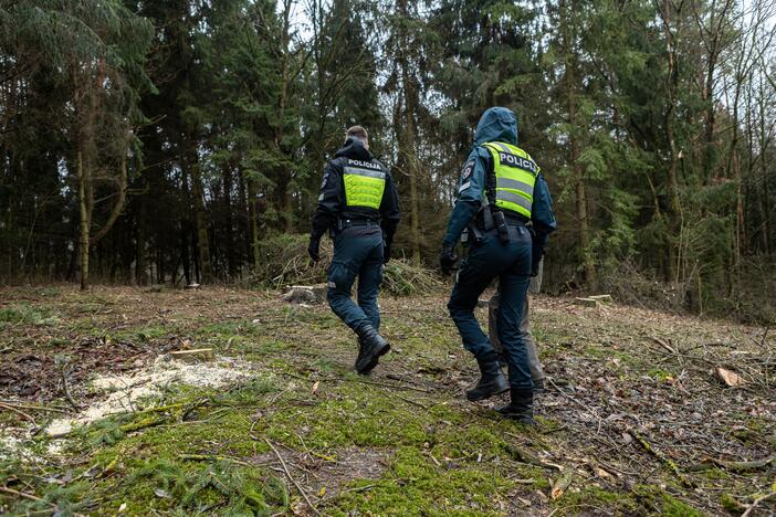 Į Radikius grįžo nelegalūs medžių kirtėjai