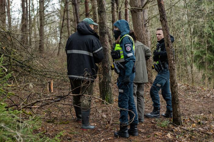 Į Radikius grįžo nelegalūs medžių kirtėjai