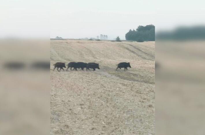 Vieną vakarą E. Mileris pamatė ir užfiksavo tokį vaizdą, kuris ilgam įsirėžė į atmintį – net 22-iejų šernų ir jų mažylių būrį.