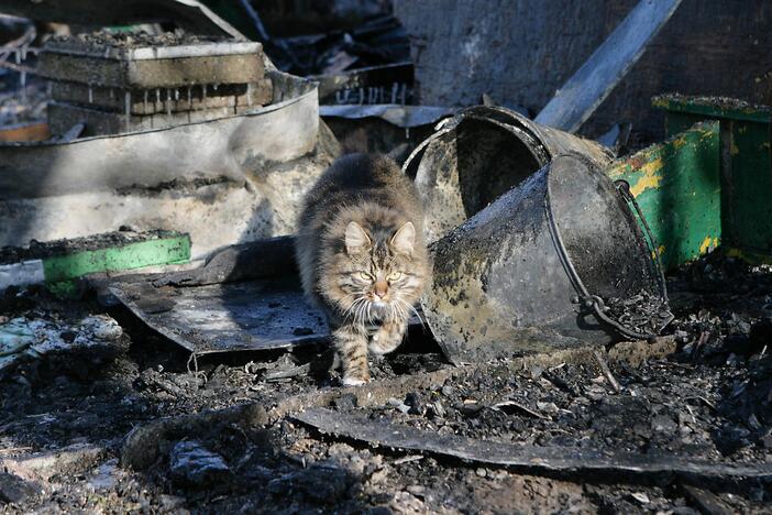  Sodai: Klaipėdos rajone fiksuoti du įvykiai dėl žiauriai nudobtų katinų.