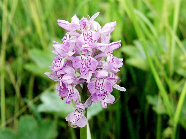 Žiedas: lietuviškąja laukine orchidėja vadinama gegūnė yra saugomas augalas.