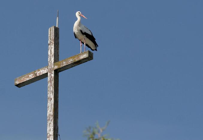 Neseniai sugrįžę gandrai jau ruošiasi dėti kiaušinius