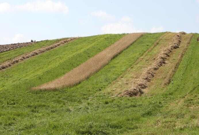 Dėl didelio kritulių kiekio mėnesiu pavėlintas pievų sutvarkymo terminas