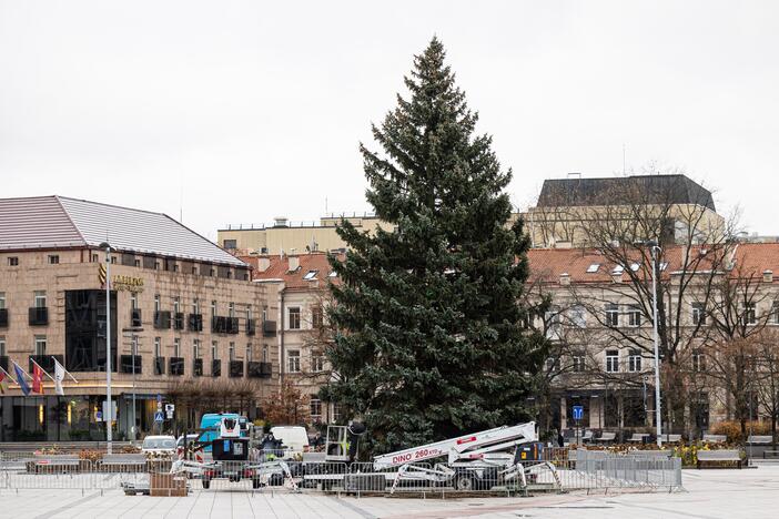 Vilniuje pradėta statyti Kalėdų eglė