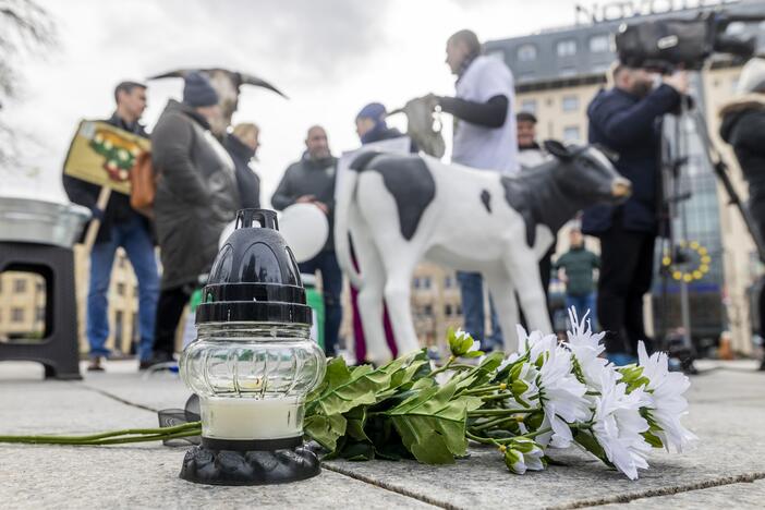 Prie Vyriausybės – ūkininkų protestas dėl pieno supirkimo kainų