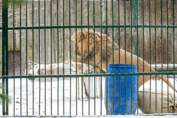 Zoologijos sodo gyvūnai sulaukė kalėdinių dovanų