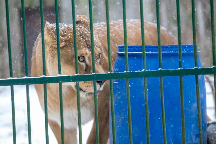 Zoologijos sodo gyvūnai sulaukė kalėdinių dovanų