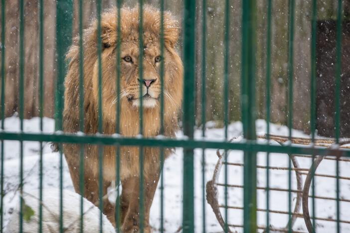 Zoologijos sodo gyvūnai sulaukė kalėdinių dovanų