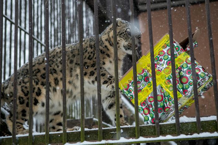 Zoologijos sodo gyvūnai sulaukė kalėdinių dovanų