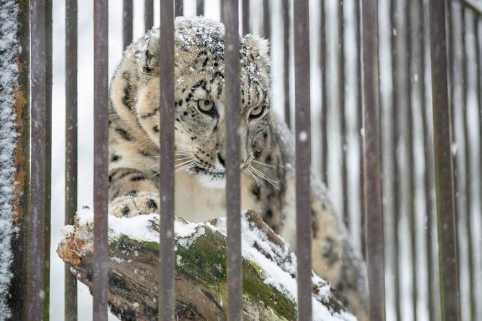 Zoologijos sodo gyvūnai sulaukė kalėdinių dovanų