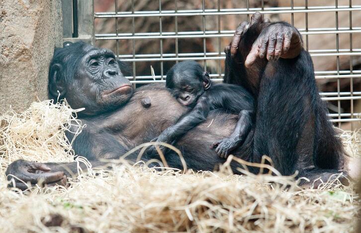 Vokietijos zoologijos sodo jaunikliai