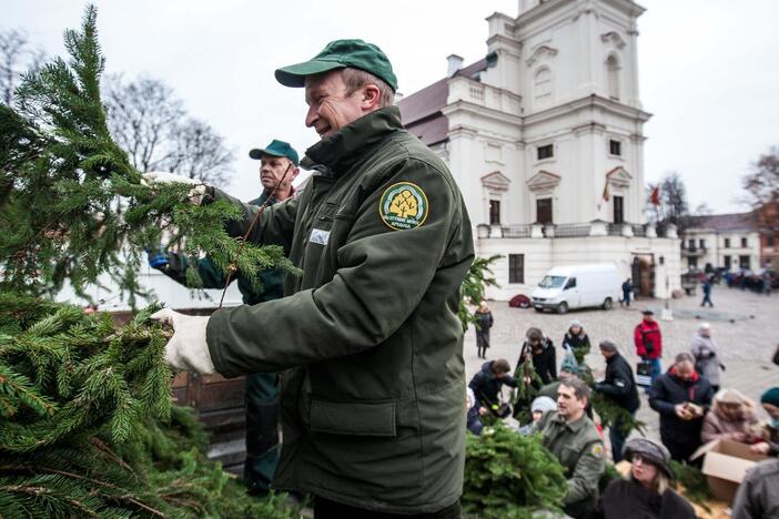 Kauniečiams dalijo eglių šakas