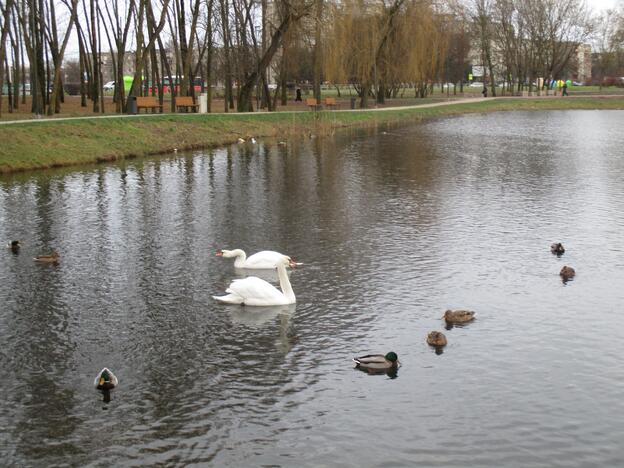  Kalniečių parko tvenkinyje apsigyveno gulbės