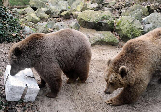 Per didžiąsias metų šventes Prancūzijos zoologijos sodo gyventojai dalinosi dovanas