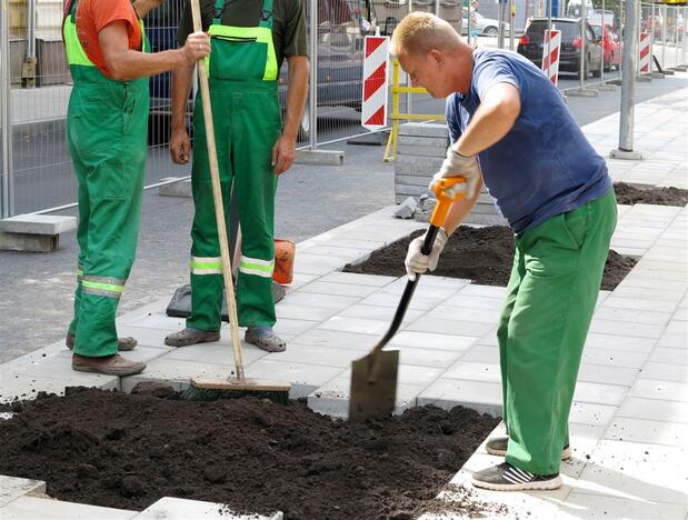 Šermukšnių gatvėje ruošiamasi šermukšnių sodinimui