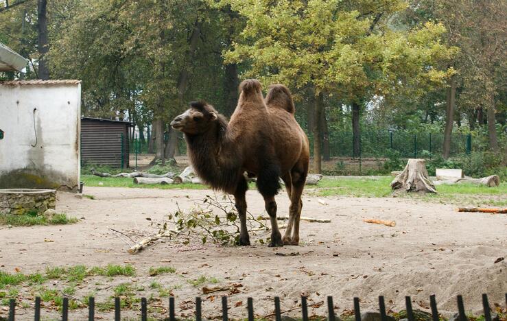 Šeštadienis zoologijos sode