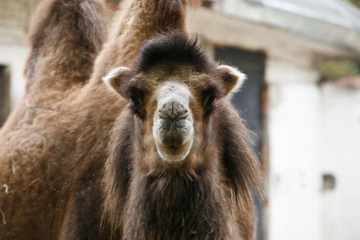 Šeštadienis zoologijos sode