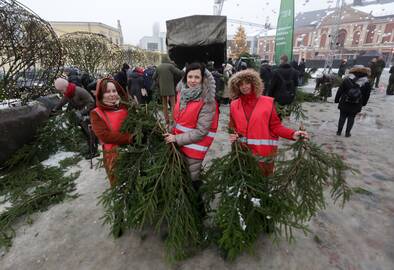 Nuotaika: klaipėdiečiai jau laukia, kada miškininkai dalins eglių šakas.