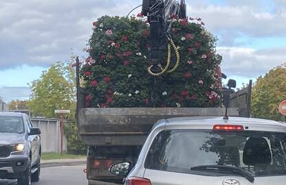 Pasiruošimas: pavasarį pasodintas pelargonijas keis atsparios šaltesniems orams gėlės.