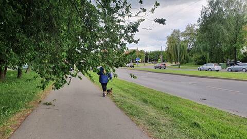 Taisyklės: aplinkosaugininkai neslepia, kad medžių negali genėti iki rugpjūčio.