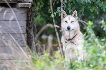 Neišbaigta: veterinarijos gydytojai pastebi, kad pagal įstatymą turi būti paženklinti visi augintiniai, nes paskui grės atsakomybė, bet nei kontrolės, nei mechanizmo nėra.