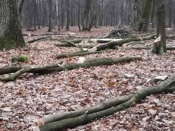 Baimės: praeiviams užkliuvo iškirsti medžiai.