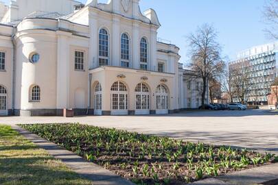 Ženklai: tulpių daigai jau prognozuoja artėjantį spalvingą metų laiką.