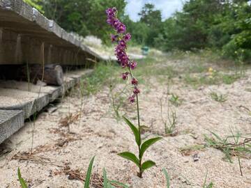 Radiniai: palangiškiai prie pajūrio kopagūbrio aptiko žydinčią lietuviškąją orchidėją.