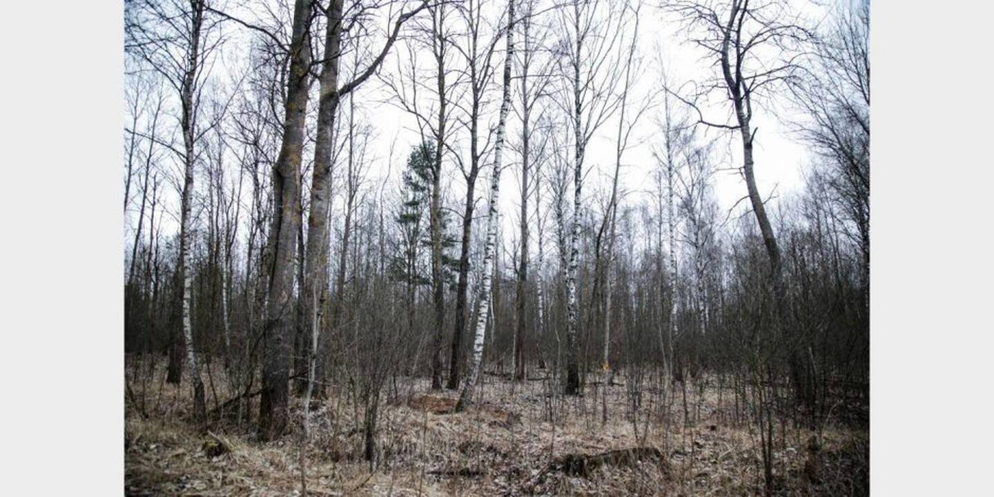 Vieta, kur buvo užkasta I. Strazdauskaitė