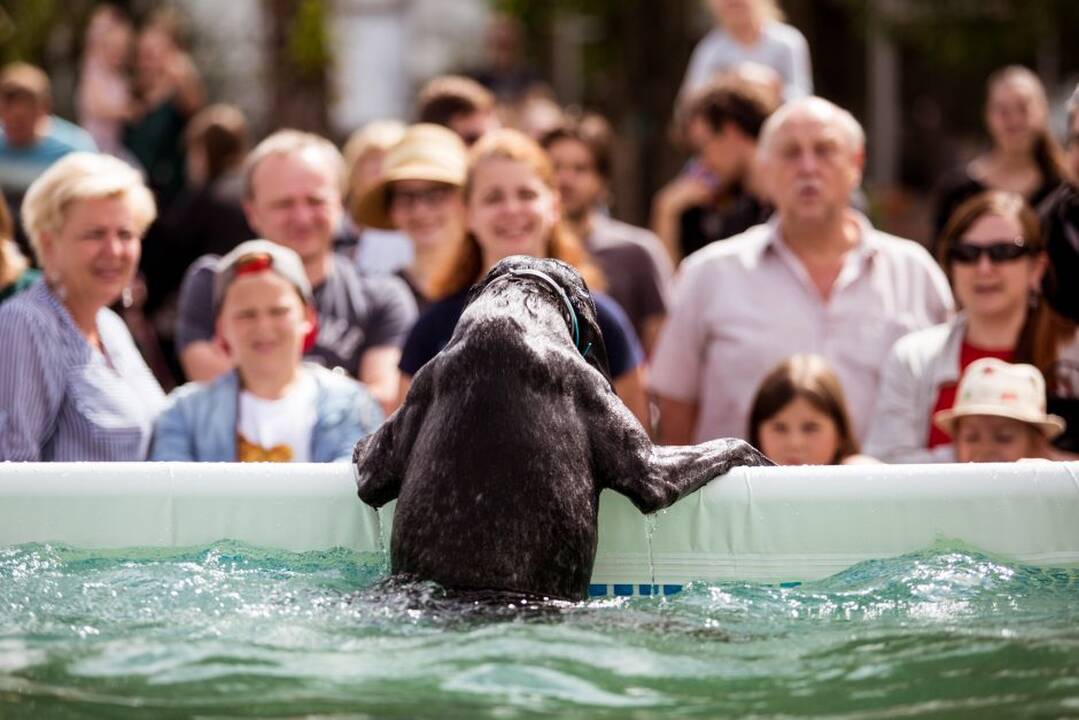 Šunų šuolių į vandenį turnyras