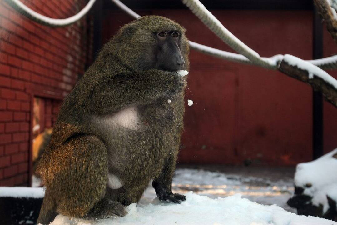 Kauno zoologijos sodo beždžionės prieš šventes netgi gauna dovanų.