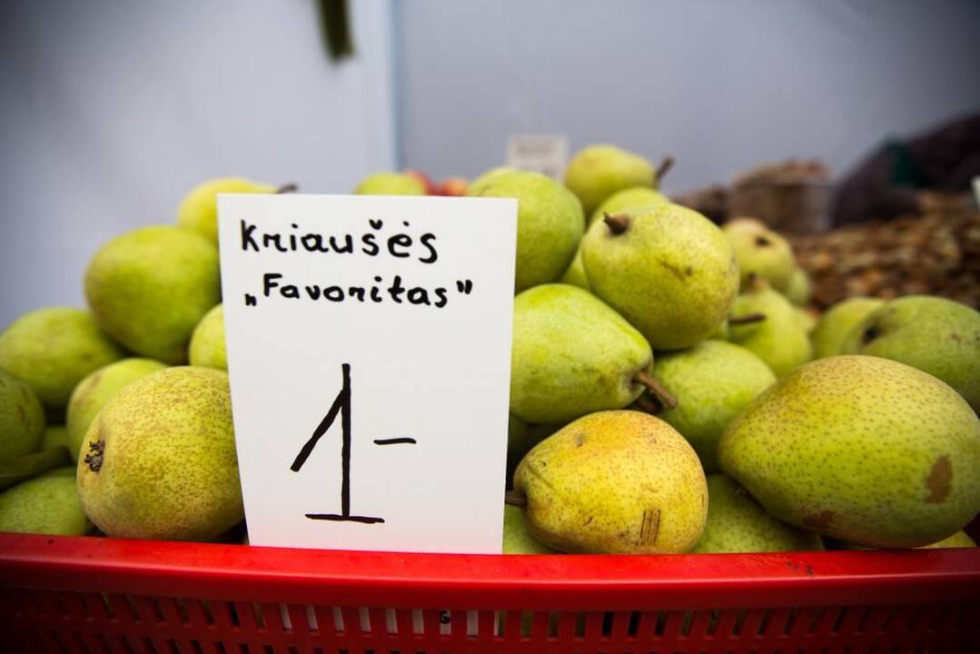 Rudens mugė