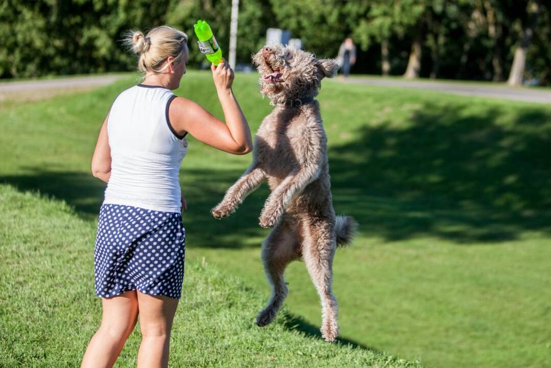 Piknikas