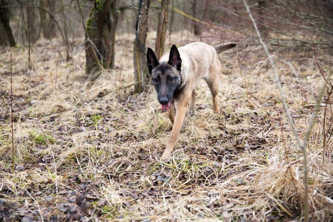 Talka