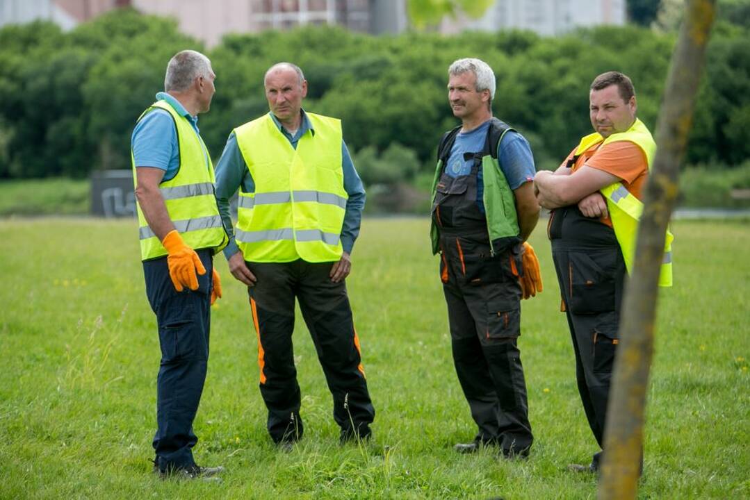 „Žalgirio“ pergalių ąžuoliukas
