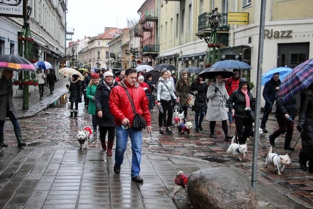 Renginys "Užuosk Kalėdas su Škotijos baltaisiais terjerais"